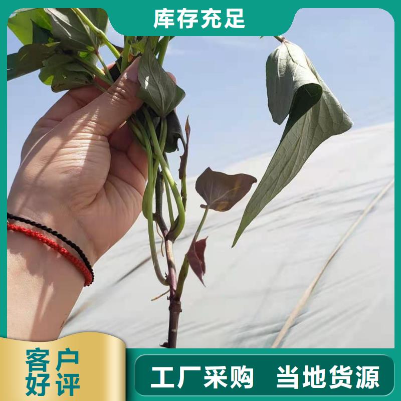 紫薯种苗多少钱