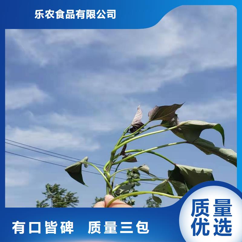 紫薯苗（济黑2号上市）多年育苗经验