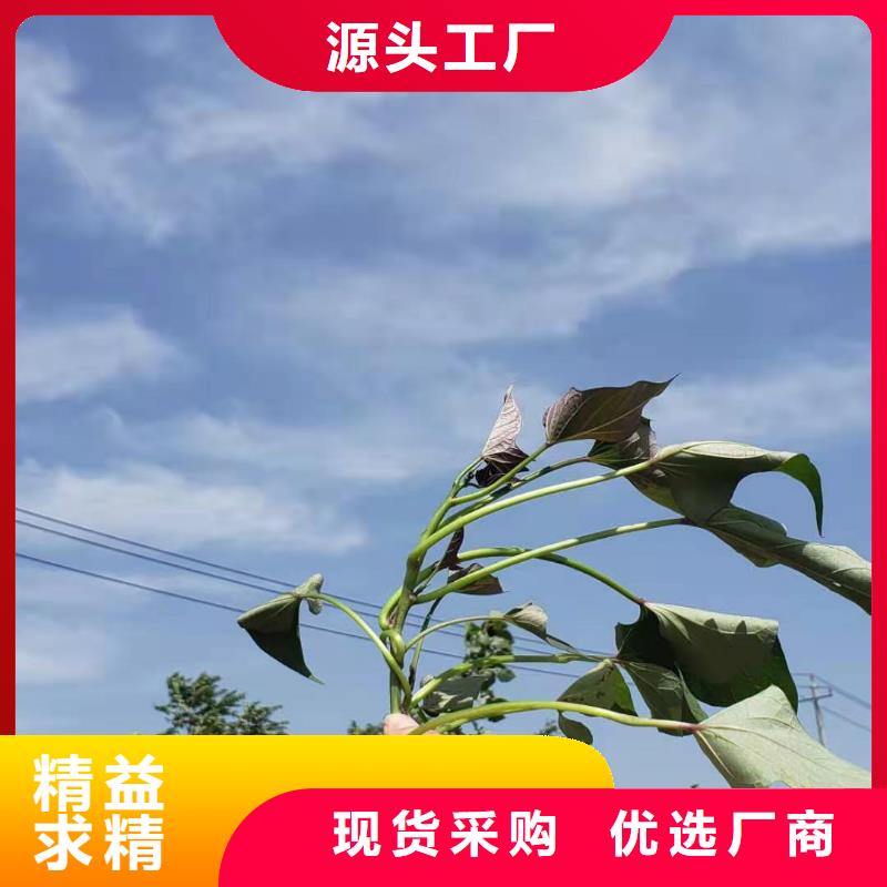 紫甘薯苗销售