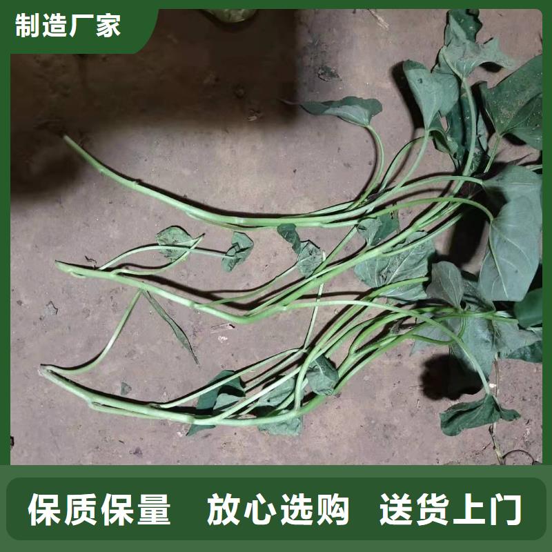 济黑2号紫薯苗基地直销
