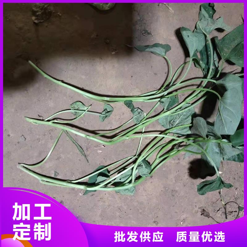 紫薯苗（济黑2号）厂家价格是多少