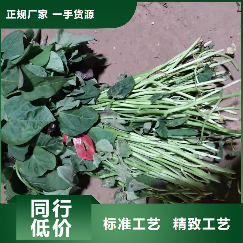紫薯种苗种植基地