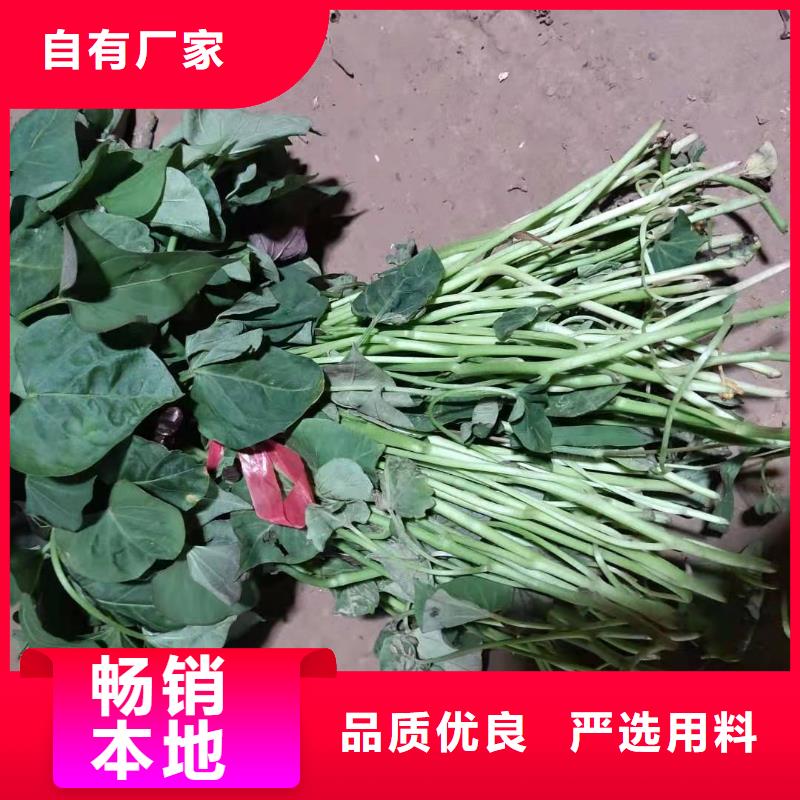 紫薯苗2025新苗上市