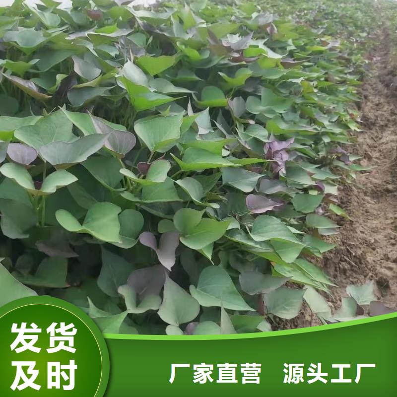 济黑1号紫薯苗产地价格