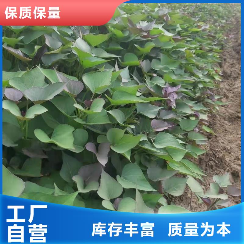 紫薯苗（春薯苗）销售价格