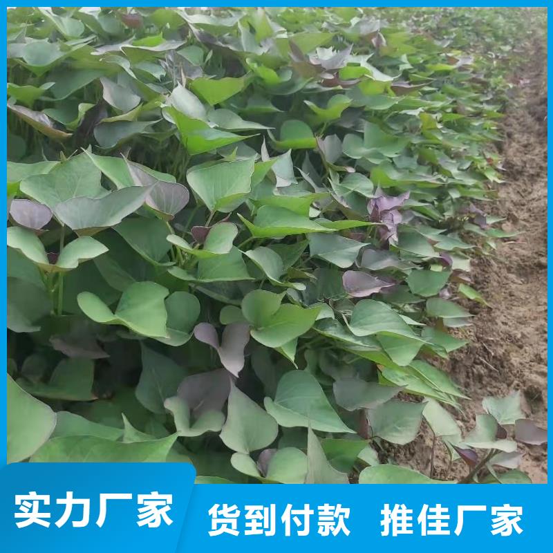 琼中县高产脱毒紫薯苗（凌紫品种）多少钱