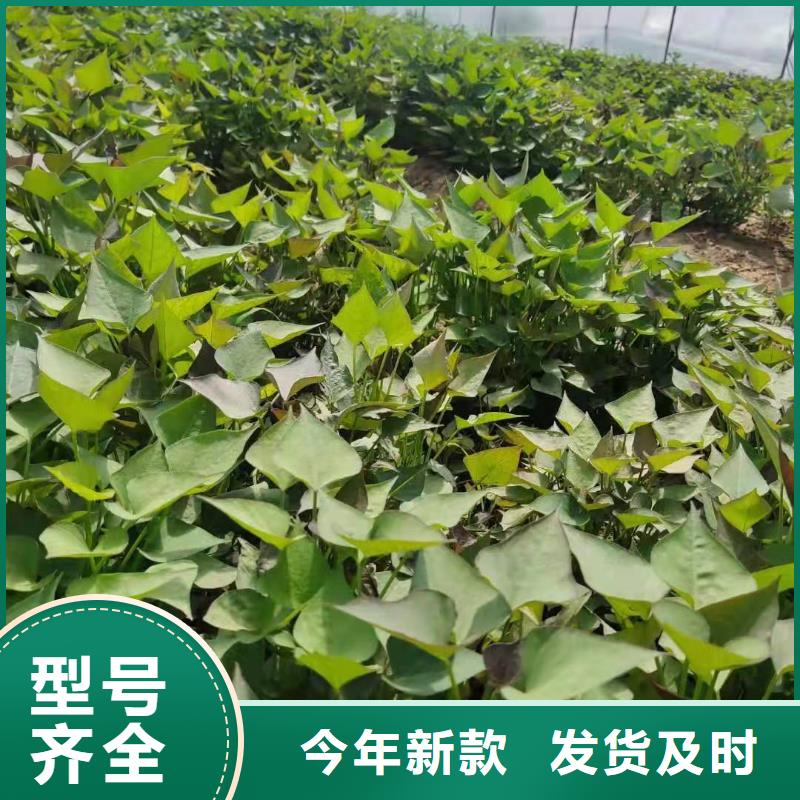 紫地瓜苗子源头厂家
