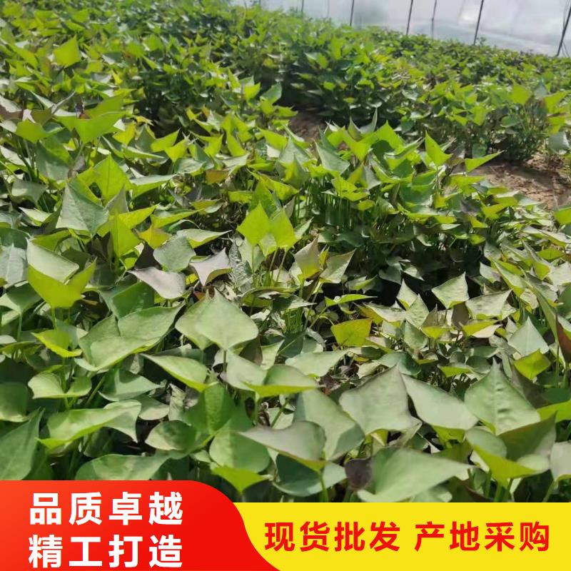紫薯苗（春薯苗）茬苗