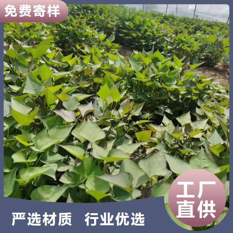 红薯苗（西瓜红）源头厂家