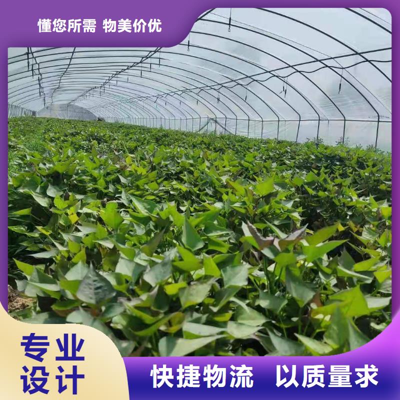 紫薯苗（济黑2号上市）产地直销