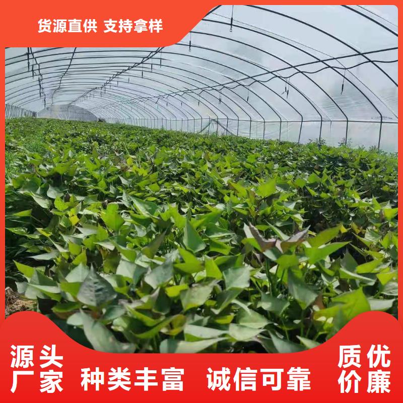 紫地瓜苗子什么时候种