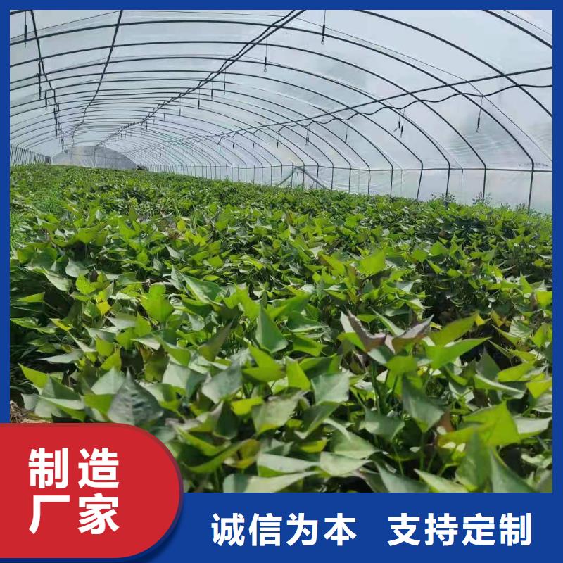 济黑1号紫薯苗免费提供技术