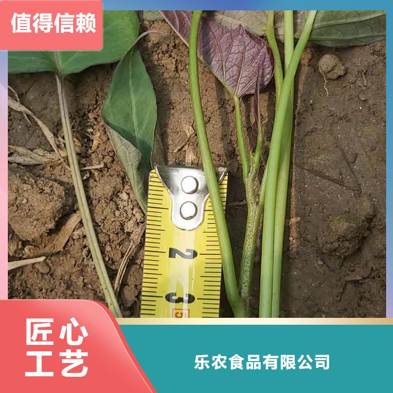 紫薯种苗苗木经销处