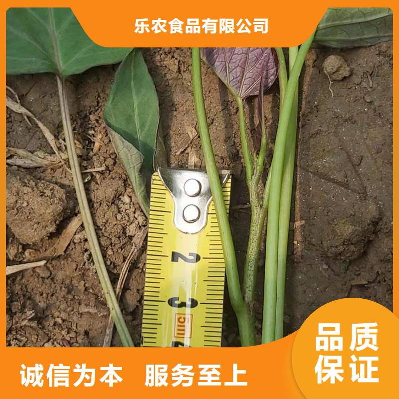 紫甘薯苗销售