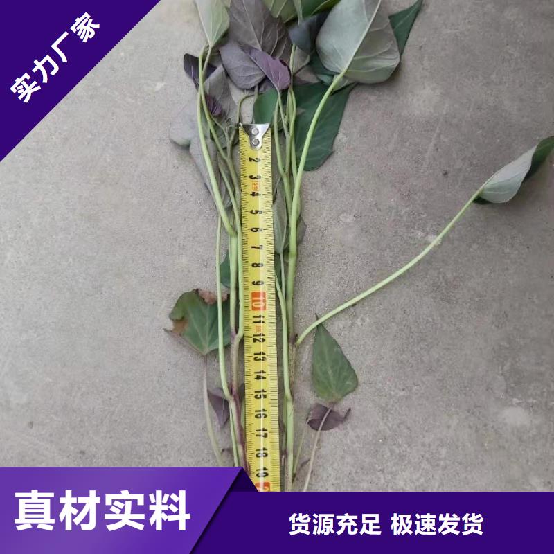 襄樊紫薯苗（济黑2号）欢迎致电