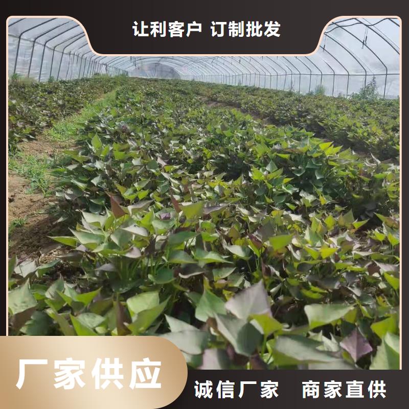 紫色地瓜苗（夏薯）不要错过