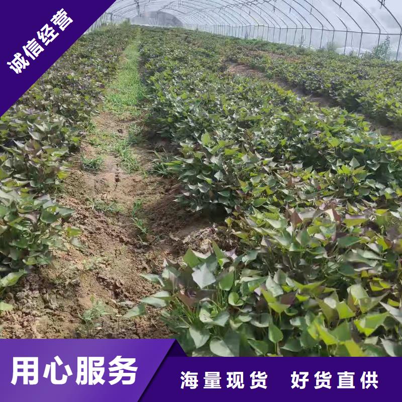 紫罗兰紫薯苗产地
