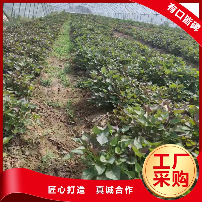 紫薯苗（春薯苗）产量高