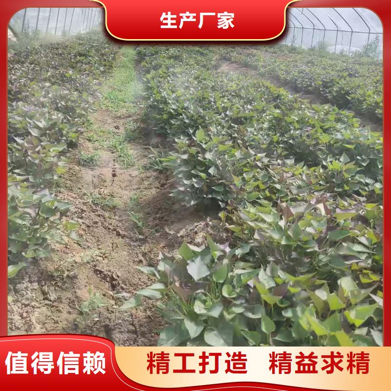 麦茬苗普薯32号（红薯苗）快速发货