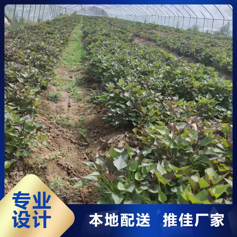 红薯苗（西瓜红）源头厂家