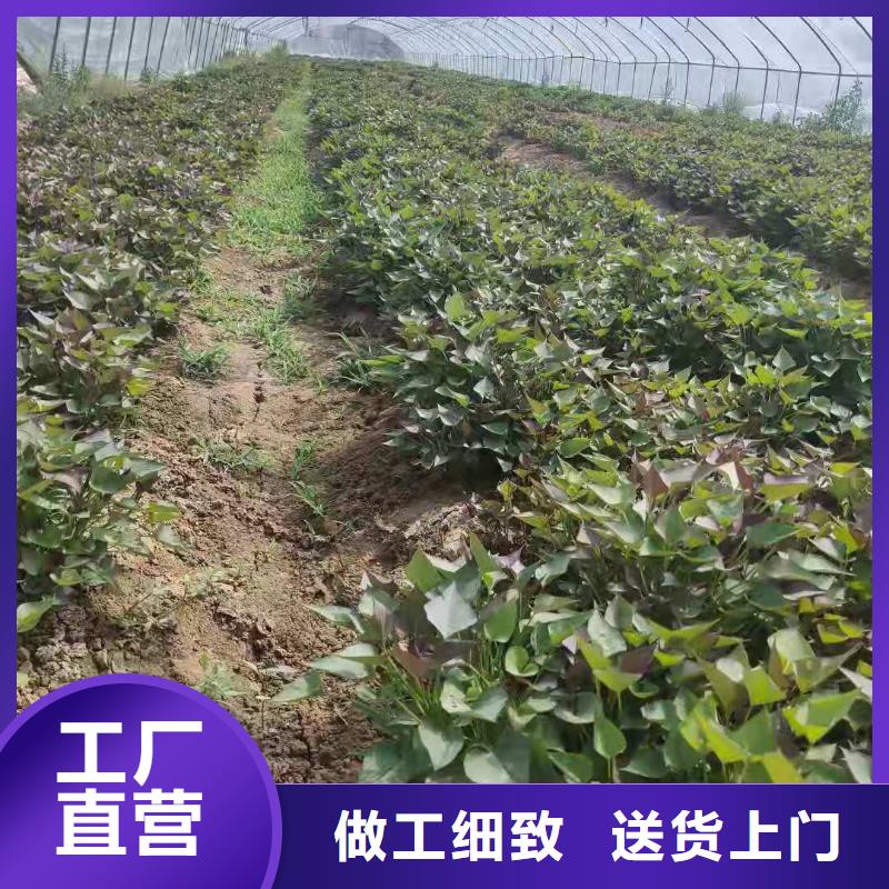 济黑1号紫薯苗免费提供技术