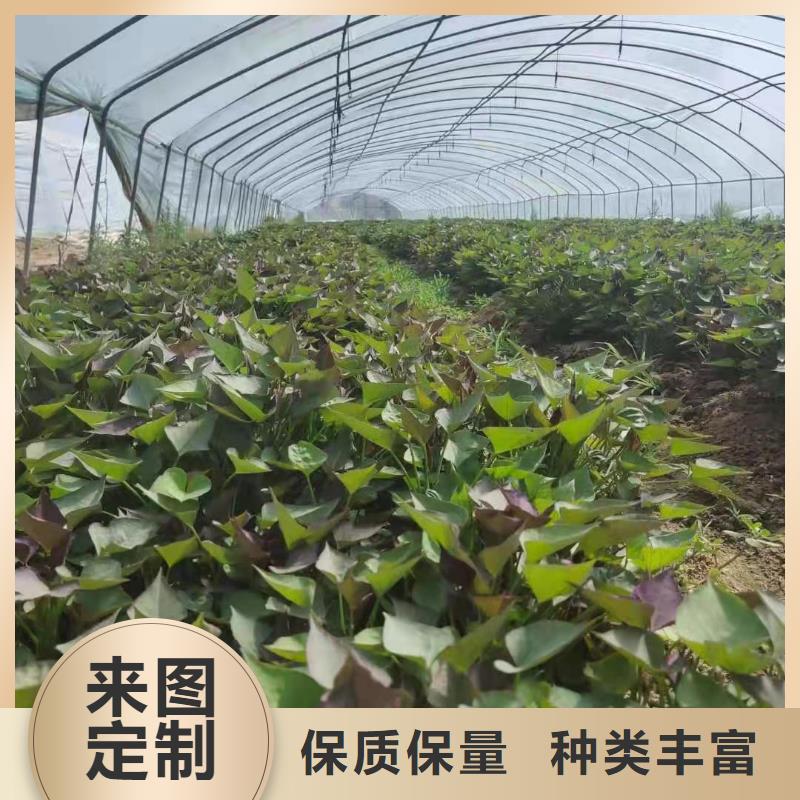 高剪红薯苗厂家