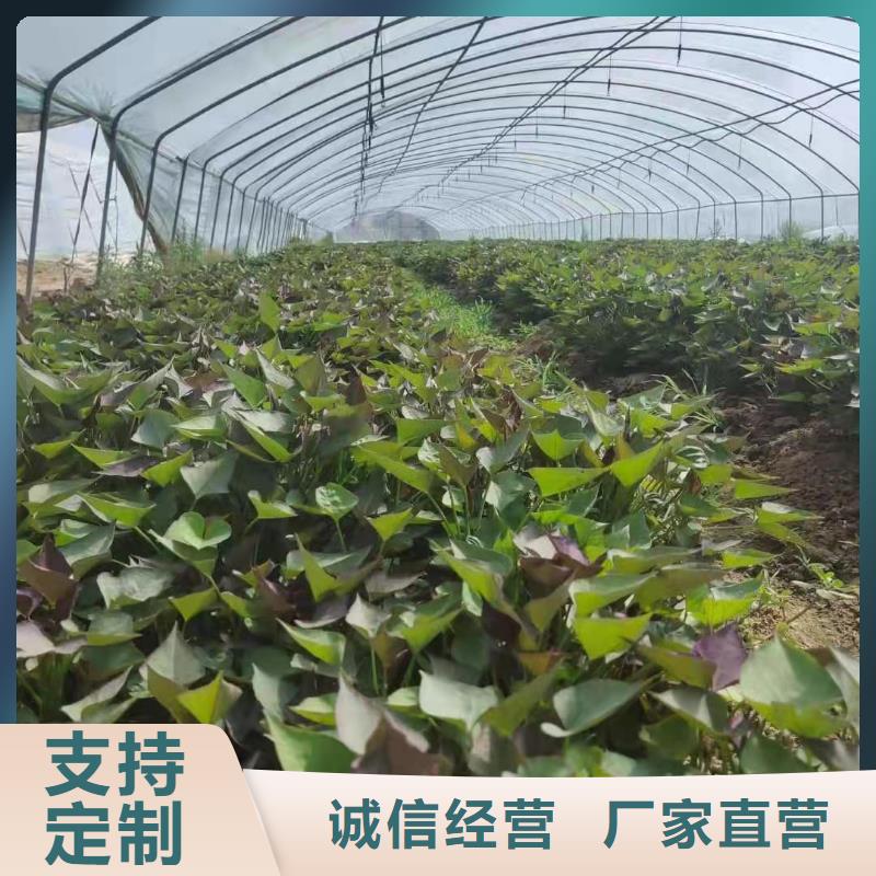紫红薯苗厂家价格