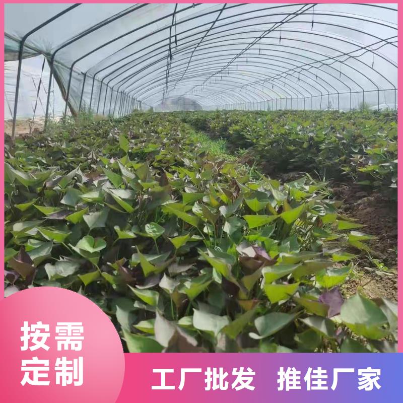 济黑1号紫薯苗苗木经销处