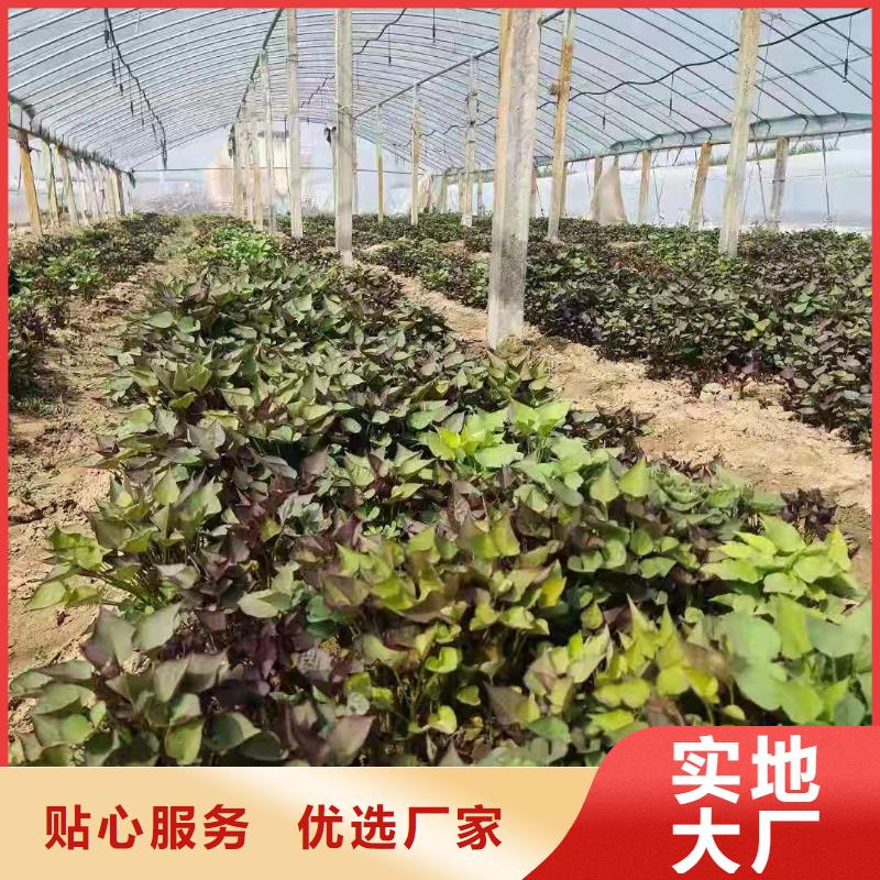 【紫薯苗羽衣甘蓝粉产地工厂】