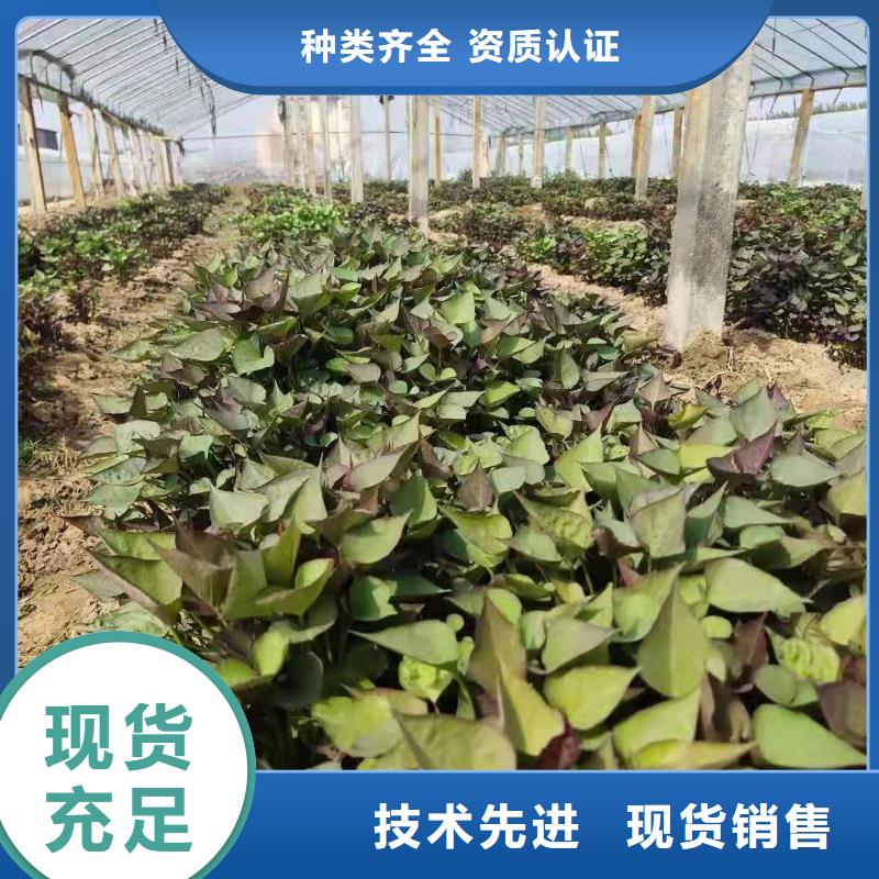 紫薯种苗基地直发