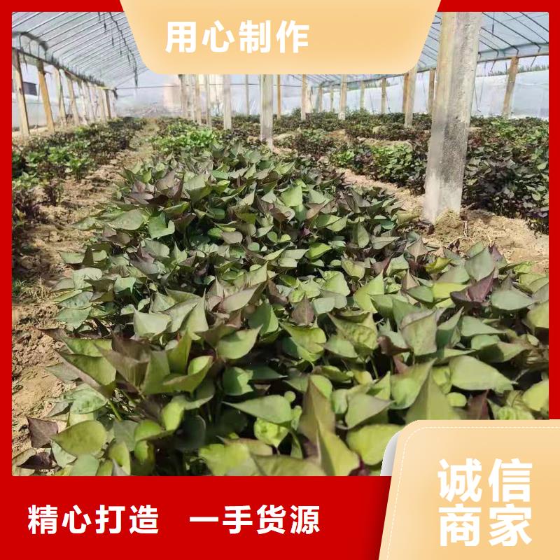 麦茬苗普薯32号（红薯苗）适合种植的地方