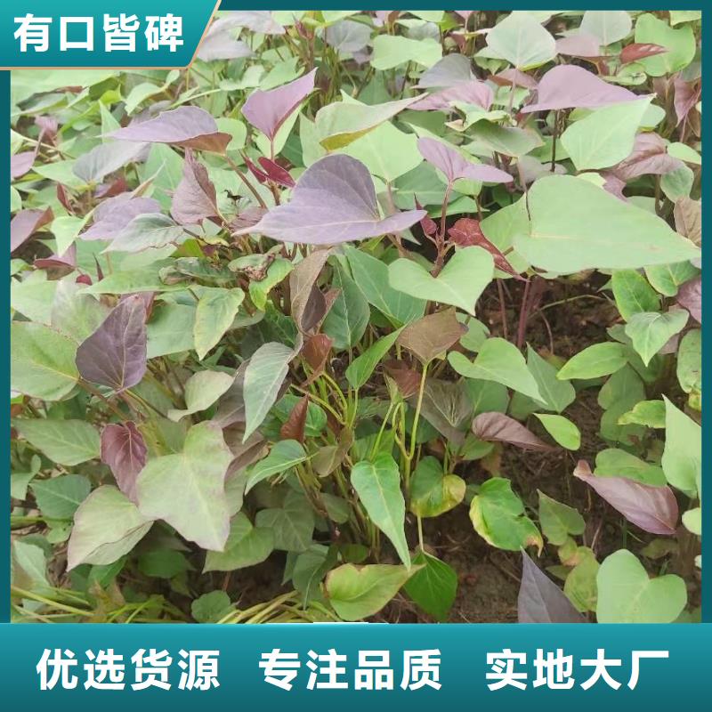 鲜食型紫薯苗批发