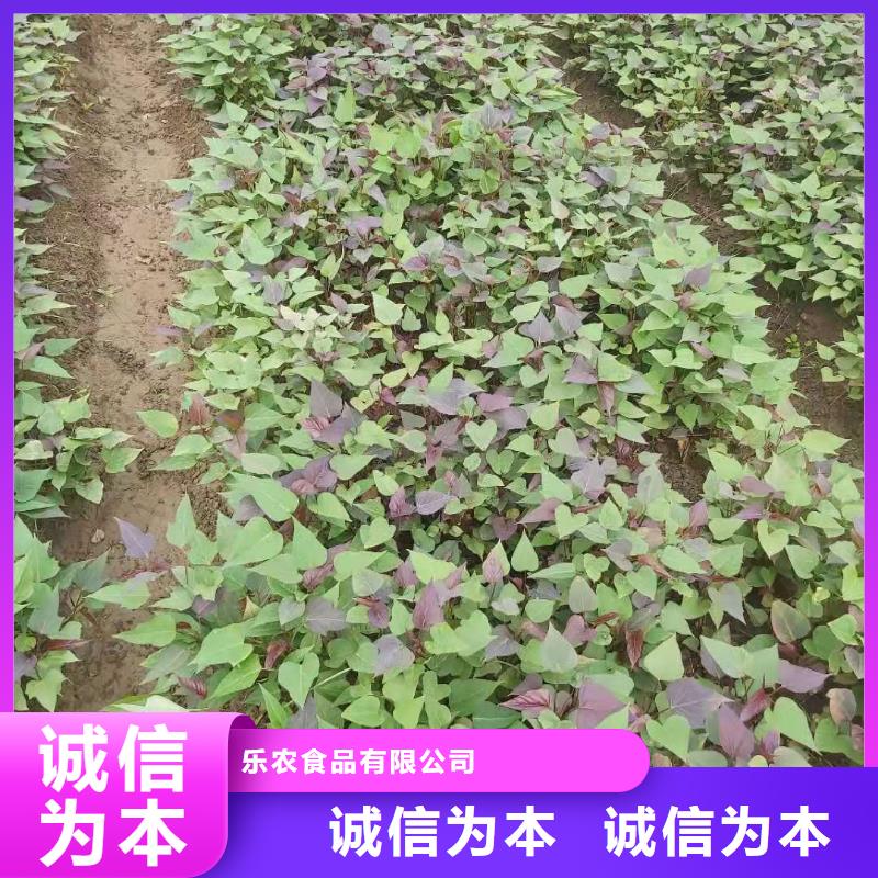 夏薯济黑2号苗子种植技术培训