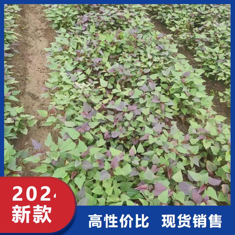 夏薯济黑2号苗子供应