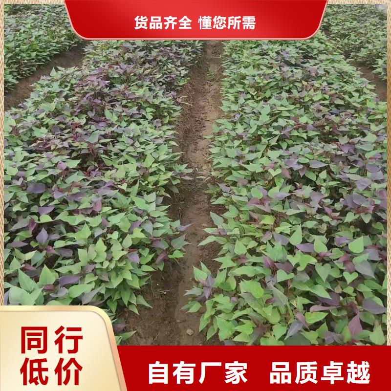紫地瓜苗子批发