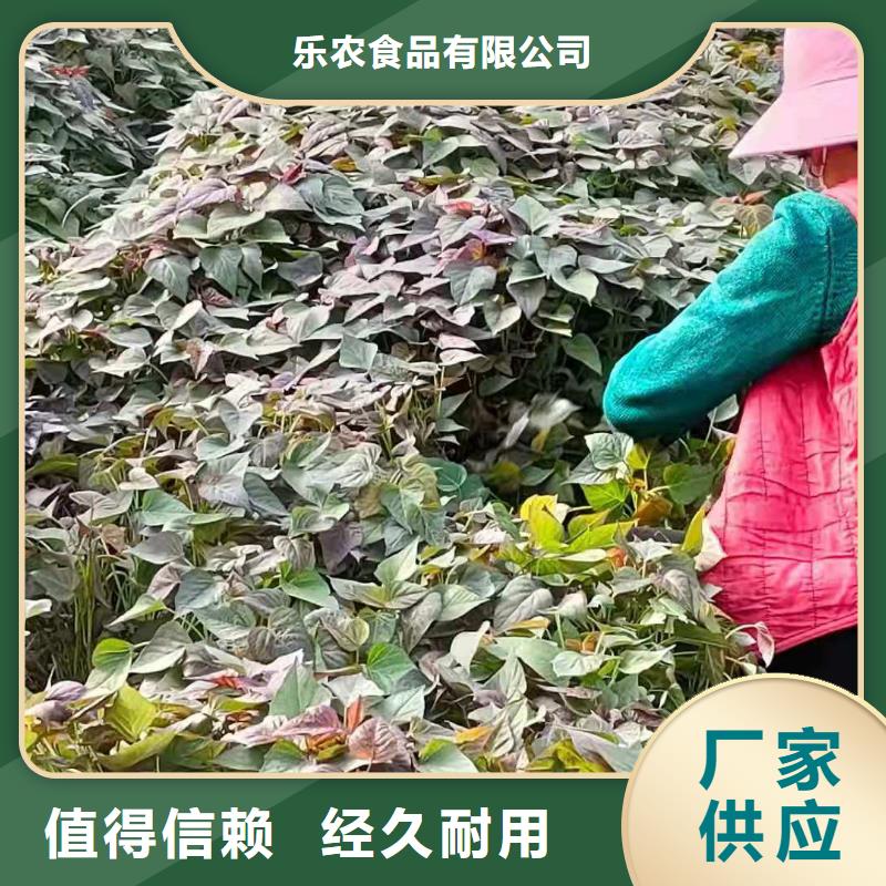 脱毒红薯苗（西瓜红）现货充足量大优惠