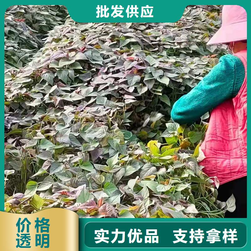 麦茬济黑2号苗怎么培育
