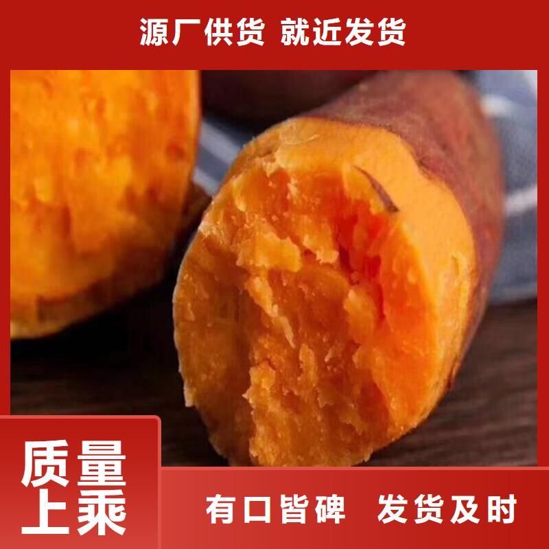 济黑1号紫薯苗可提前预定