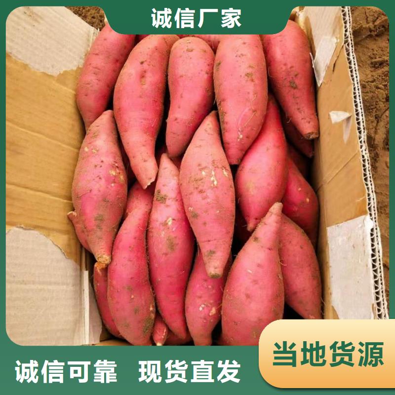 紫薯苗2025新苗上市