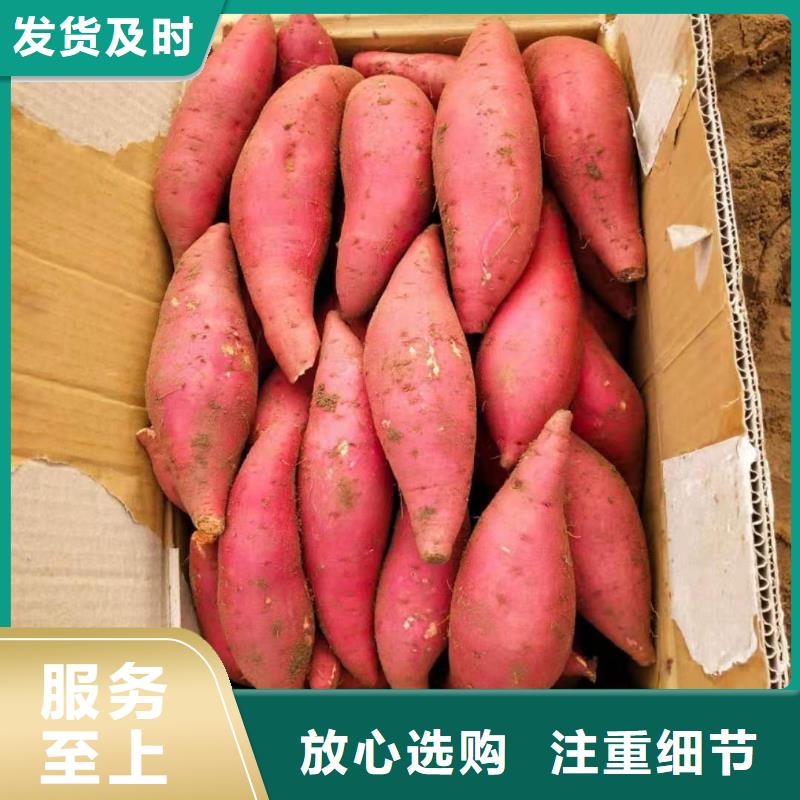 高剪脱毒普薯32号苗子育苗基地