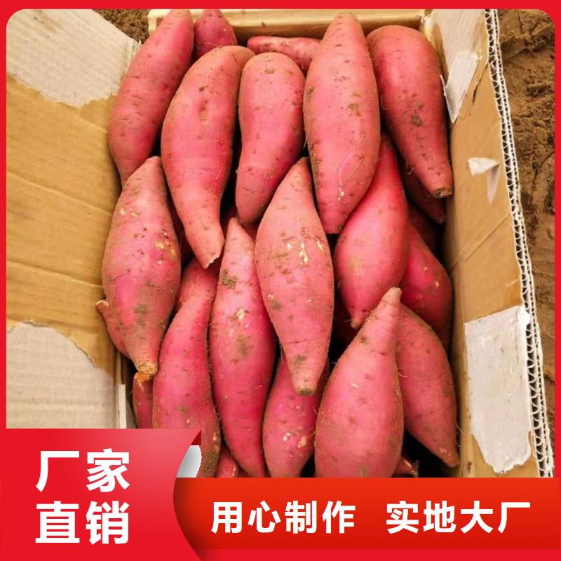 高剪苗红薯苗（西瓜红）实时报价