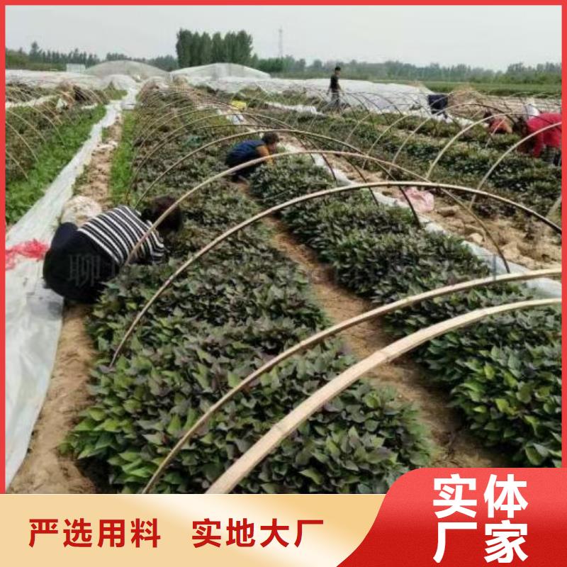 紫薯种苗源头厂家