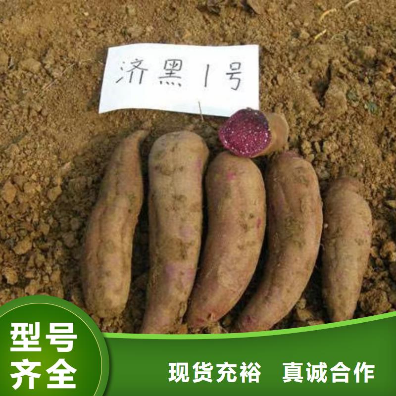 高产脱毒紫薯苗（绫紫)加工厂