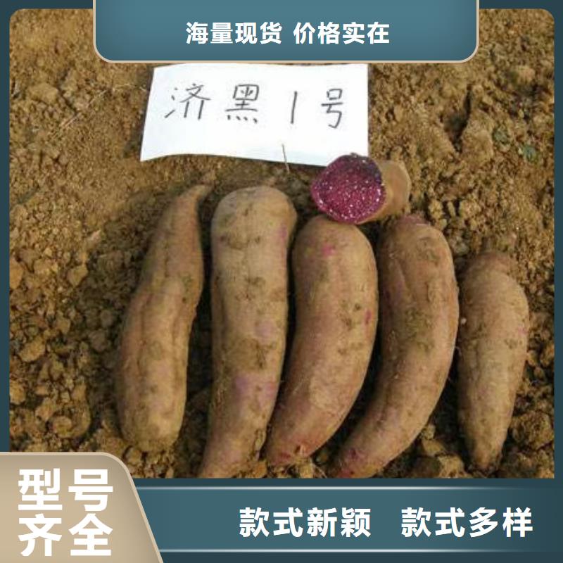 红甘薯苗（高剪苗）图片