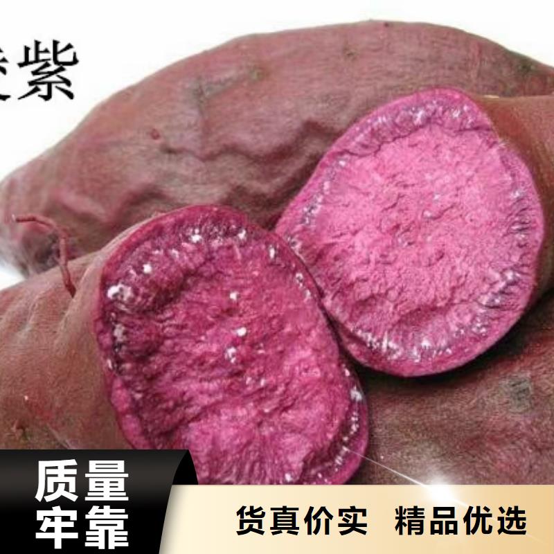 红甘薯苗（高剪苗）客户群遍布全国