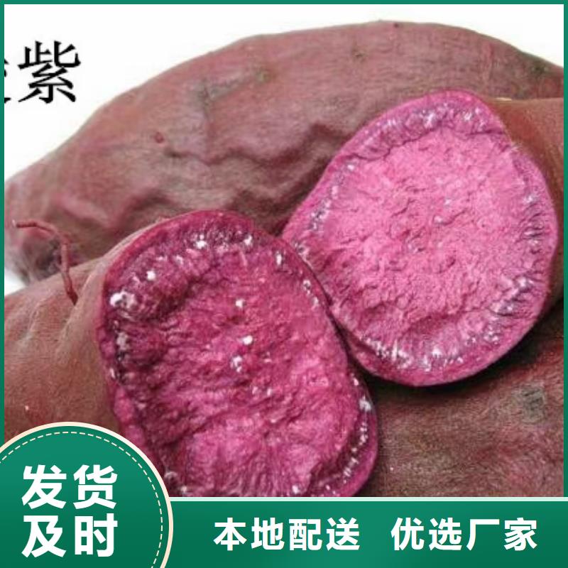 红薯苗（西瓜红）源头厂家