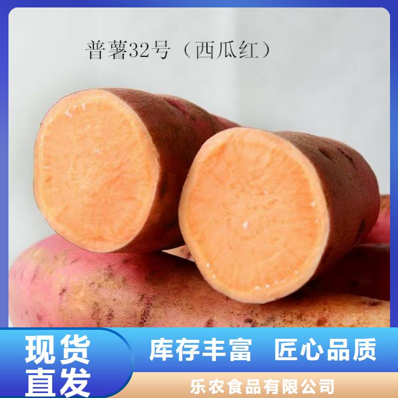 紫薯种苗源头厂家