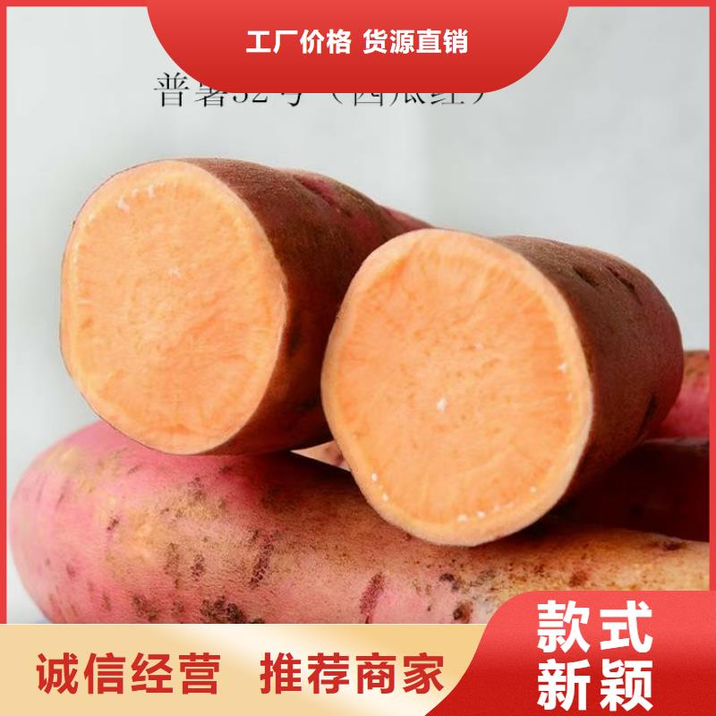甘薯苗（紫红薯苗）品种多样