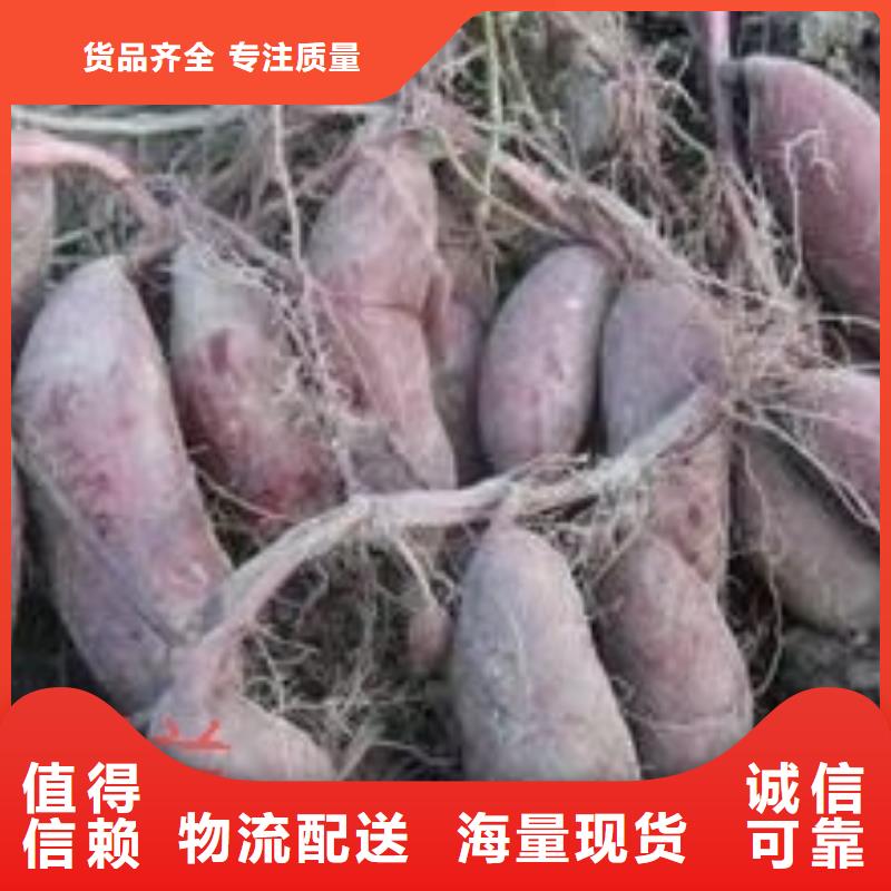 高产红薯苗（普薯32号)常年销售