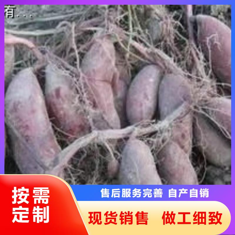 高产红薯苗（普薯32号)质优价廉